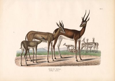 Oryks arabski na półpustyni autorstwa Conrad Kull