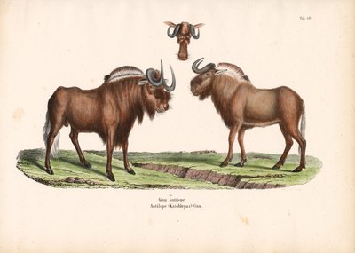 Czarny gnu z detalem głowy autorstwa Conrad Kull