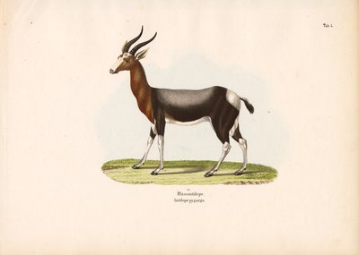 Bontebok autorstwa Conrad Kull
