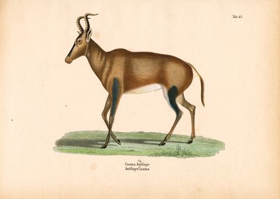 Antylopa Caama autorstwa Conrad Kull