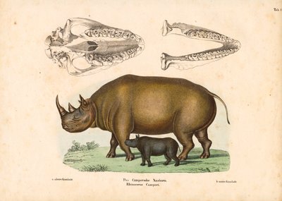 Nosorożec Campera z reprezentacją cielęcia i czaszki autorstwa Conrad Kull