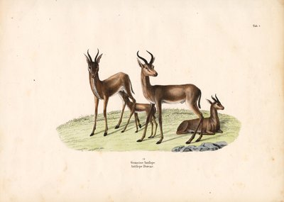 Gazela pospolita w grupie rodzinnej autorstwa Conrad Kull