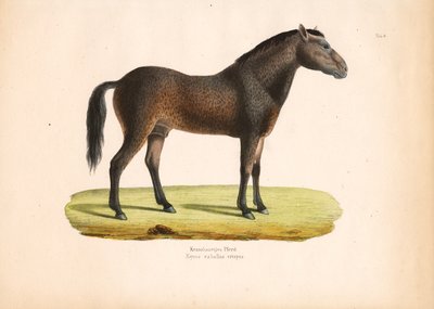 Koń kędzierzawy autorstwa Conrad Kull