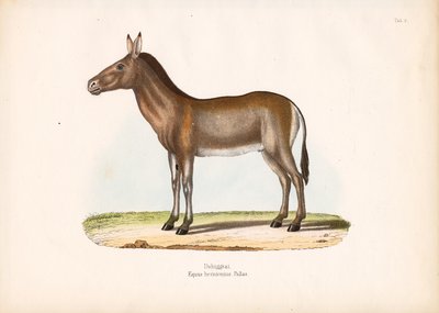 Dziggetai lub mongolski dziki osioł autorstwa Conrad Kull