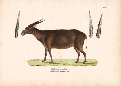 Antylopa płaskoroga autorstwa Conrad Kull