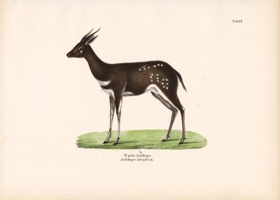 Antylopa leśna autorstwa Conrad Kull