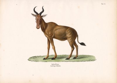 Hartebeest autorstwa Conrad Kull