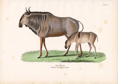 Hartebeest z cielakiem autorstwa Conrad Kull
