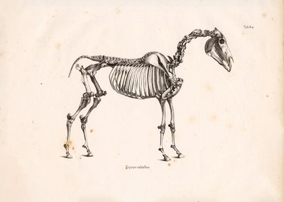 Szkielet konia autorstwa Conrad Kull