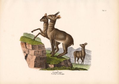 Klipspringer autorstwa Conrad Kull
