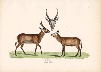 Antylopa Koba autorstwa Conrad Kull