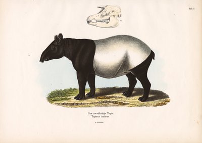 Tapir malajski autorstwa Conrad Kull