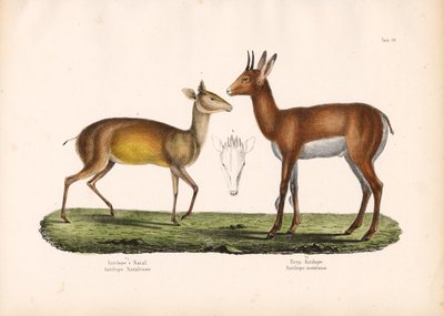 Antylopa rodzima i antylopa górska autorstwa Conrad Kull