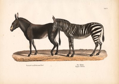 Zebra nizinna i hybryda zebry z małpą autorstwa Conrad Kull