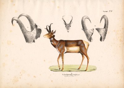 Antylopa Pronghorn z ilustracjami rogów autorstwa Conrad Kull