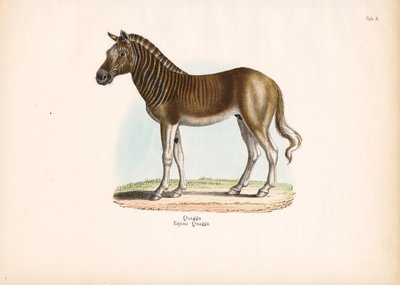 Quagga autorstwa Conrad Kull