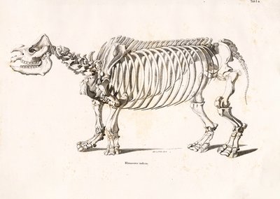 Szkielet nosorożca indyjskiego autorstwa Conrad Kull