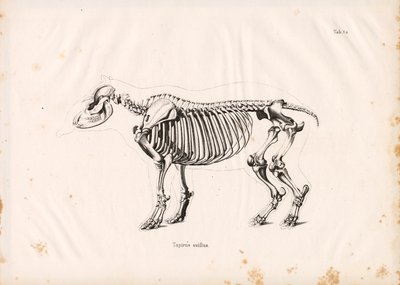 Szkielet tapira nizinnego autorstwa Conrad Kull