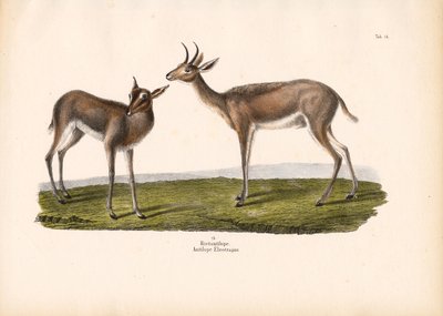 Trzciniak południowy autorstwa Conrad Kull