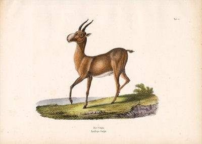 Antylopa Saiga autorstwa Conrad Kull