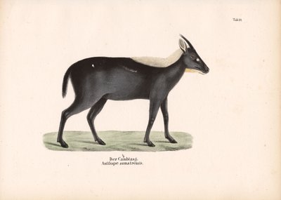 Serow sumatrzański autorstwa Conrad Kull