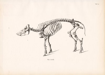 Szkielet dzika autorstwa Conrad Kull