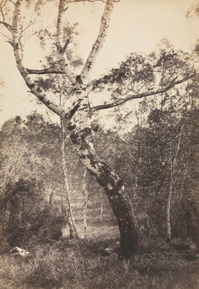 Studium brzozy, Barbizon, lata 1860-1870. autorstwa Constant Alexandre Famin