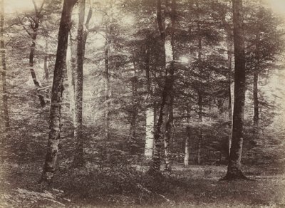 Bez tytułu (Las Fontainebleau) autorstwa Constant Alexandre Famin