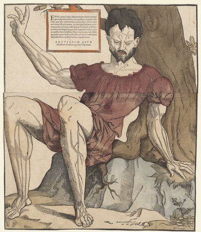 Żyły ludzkiego ciała autorstwa Cornelis Anthonisz.