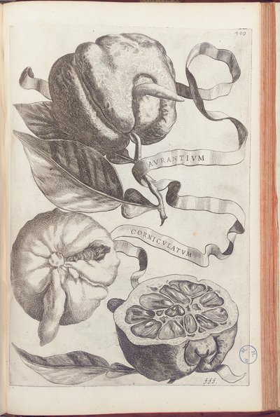 Rogata pomarańcza, płyta 409 z „Hesperides or de Malorum Aureorum Cultura et Usu Libri quatuor” Giovanniego Battisty Ferrari, 1646 autorstwa Cornelis Bloemaert