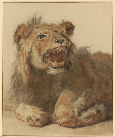 A Lion Snarling, ok. 1625-33 (czarno-czerwona kreda z czarnymi i brązowymi przemyciami) autorstwa Cornelis Saftleven