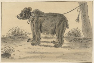 Niedźwiedź przywiązany do drzewa autorstwa Cornelis Saftleven