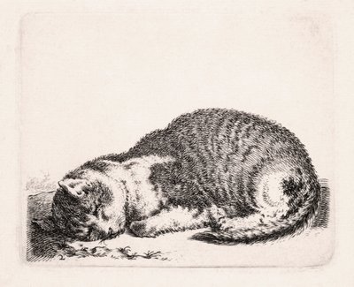 Śpiący kot, ok. 1607-81 autorstwa Cornelis Saftleven