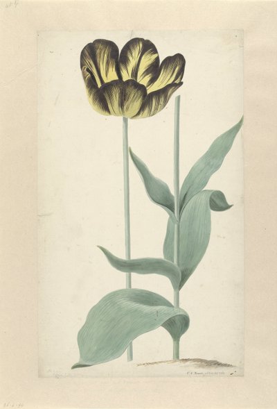 De tulp Bizard Catafalque Bizard Catafalque (tytuł na obiekcie) autorstwa Cornelis van Noorde