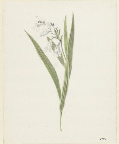 Frezja autorstwa Cornelis van Noorde