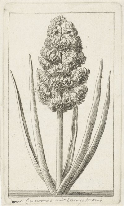 Hiacynt autorstwa Cornelis van Noorde