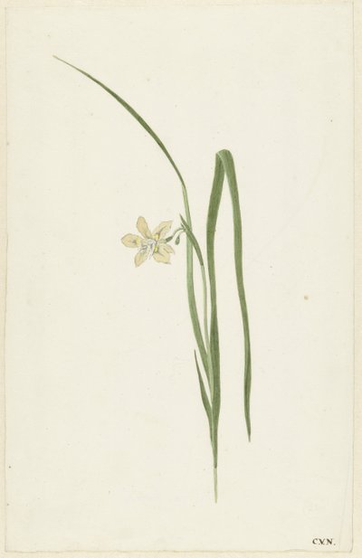 Irys autorstwa Cornelis van Noorde