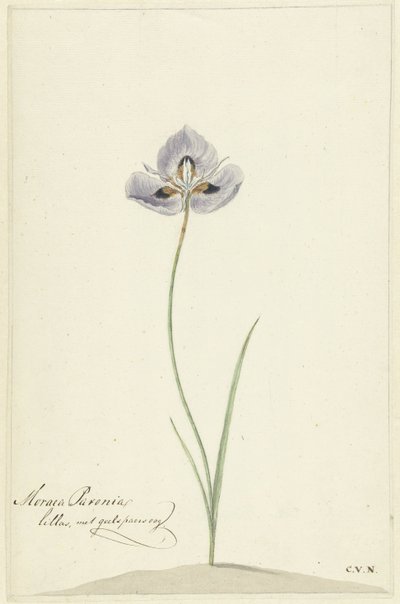 Irys autorstwa Cornelis van Noorde