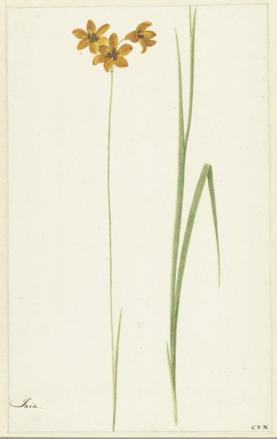 Ixia autorstwa Cornelis van Noorde