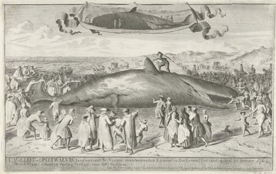 Kaszalot wyrzucony na brzeg w Egmond aan Zee, 1764 Cagelot lub Potwhale, długi około 60 stóp, na północ od Egmond op Zee Stranded żywcem 15 lutego 1764. 1 marca tam na aukcji Sprzedany za 810 Guldenów (tytuł na obiekcie) autorstwa Cornelis van Noorde