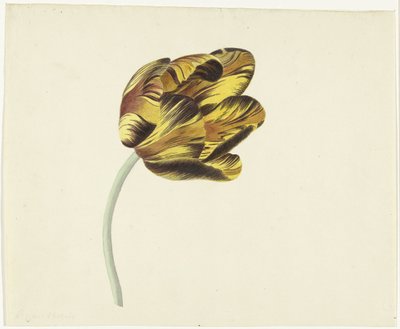Tulipan zwany Bizard Phoenix autorstwa Cornelis van Noorde