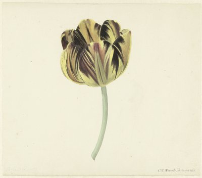 Tulipan zwany Bizard Rozetą autorstwa Cornelis van Noorde