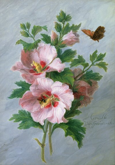 Hibiskus kontra marmurowa półka autorstwa Cornelis van Spaendonck