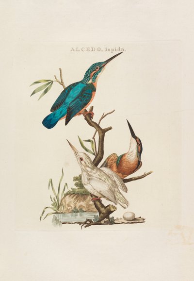 Ptaki holenderskie: według ich gospodarstwa domowego, Aert i cech charakterystycznych, 1770-1829. autorstwa Cornelius Nozeman