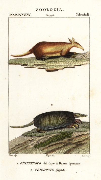 Aardvark i olbrzymi pancernik autorstwa Corsi Corsi