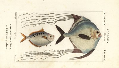 Afrykańska pompano, Alectis ciliaris, Blepharis ciliaris, Blefaride ciliare 1 i Ponyfish, Poulain Ruse, Leiognathus equulus 2 autorstwa Corsi Corsi