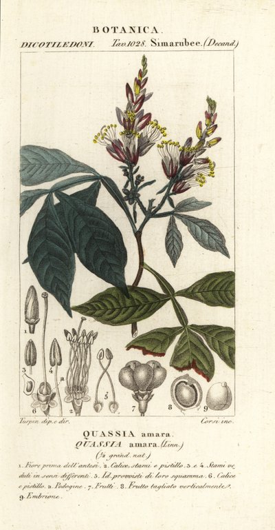 Gorzki, bitter-ash, bitter-wood lub hombre grande, Quassia amara autorstwa Corsi Corsi