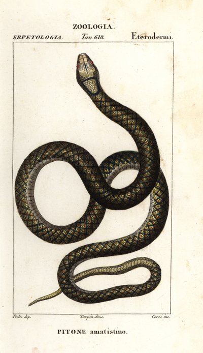 Pyton ametystynowy, Simalia amethistina autorstwa Corsi Corsi