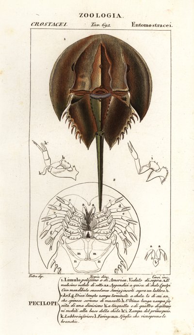 Krab podkowy atlantycki , Limulus polyphemus autorstwa Corsi Corsi