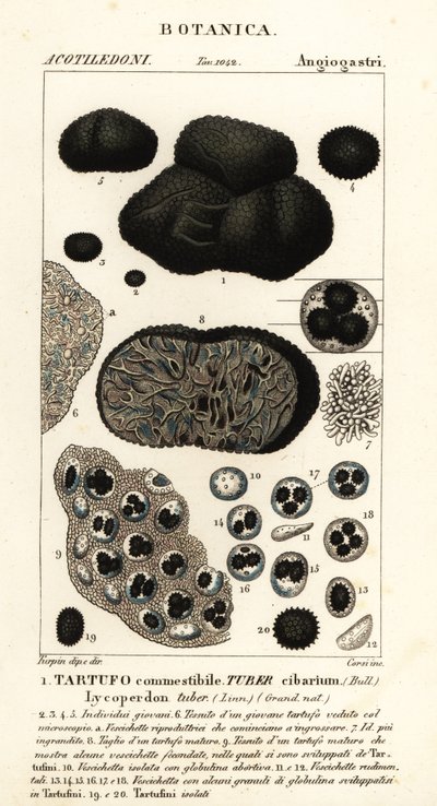 Czarna trufla, Tuber melanosporum (bulwa spożywcza, trufla jadalna, bulwa Lycoperdon) autorstwa Corsi Corsi